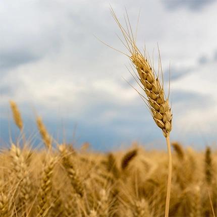 Top wheat manufacturers in india
